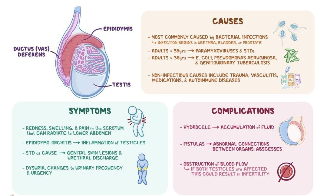 GET RID OF EPIDIDYMAL CYST NATURALLY - ELIMINATE ANY CYST - EPIDIDYMITIS - Made in USA