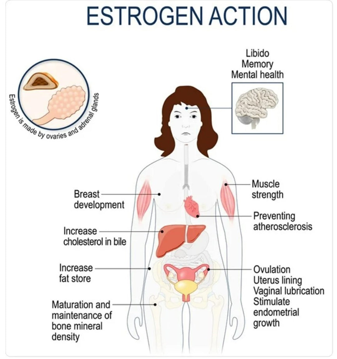 INCREASE ESTROGEN HORMONE LEVELS - MENOPAUSE - INCREASE LIBIDO - MADE IN USA
