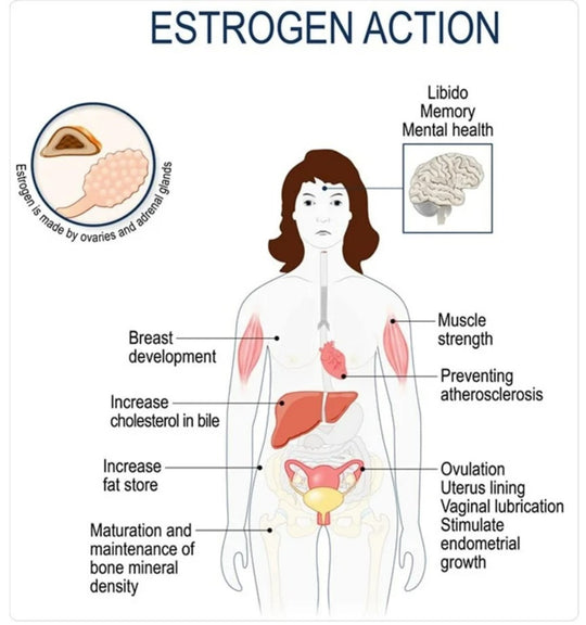 INCREASE ESTROGEN HORMONE LEVELS - MENOPAUSE - INCREASE LIBIDO - MADE IN USA
