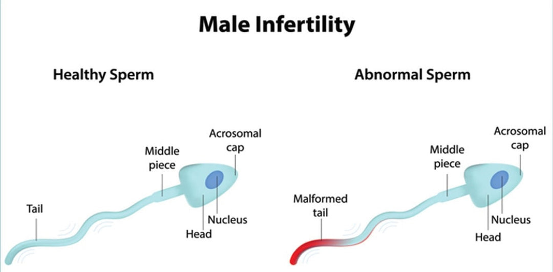INCREASE THE MALE FERTILITY - SUPER BOOSTER FOR ALPHA MALE - 100% NATURAL - MADE IN USA