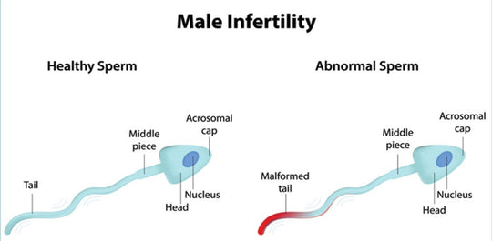 INCREASE THE MALE FERTILITY - SUPER BOOSTER FOR ALPHA MALE - 100% NATURAL - MADE IN USA