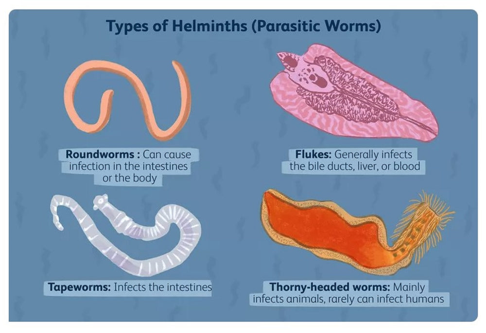 ELIMINATE INTESTINAL PARASITES & WORMS NATURALLY - get rid of intestinal parasites now - MADE IN USA