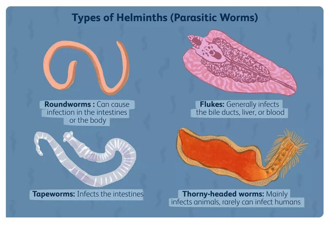ELIMINATE INTESTINAL PARASITES & WORMS NATURALLY - get rid of intestinal parasites now - MADE IN USA