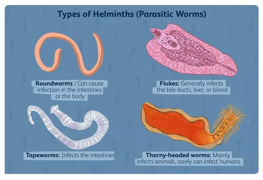 ELIMINATE INTESTINAL PARASITES & WORMS NATURALLY - get rid of intestinal parasites now - MADE IN USA