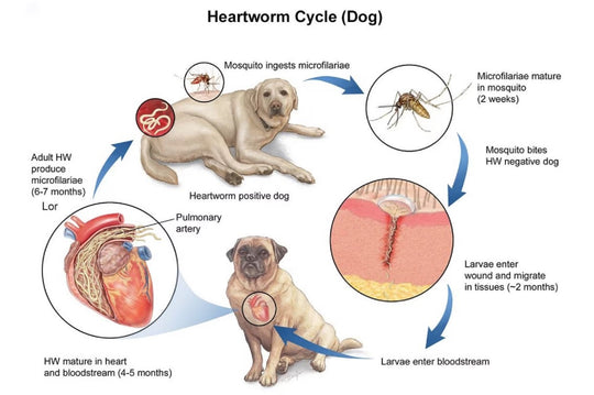 PARASITES & WORMS KILLER FOR PEOPLE - HEARTWORMS KILLER FOR DOGS AND CATS - ELIMINATE INTESTINAL PARASITES & WORMS FROM PEOPLE & PETS - MADE IN USA