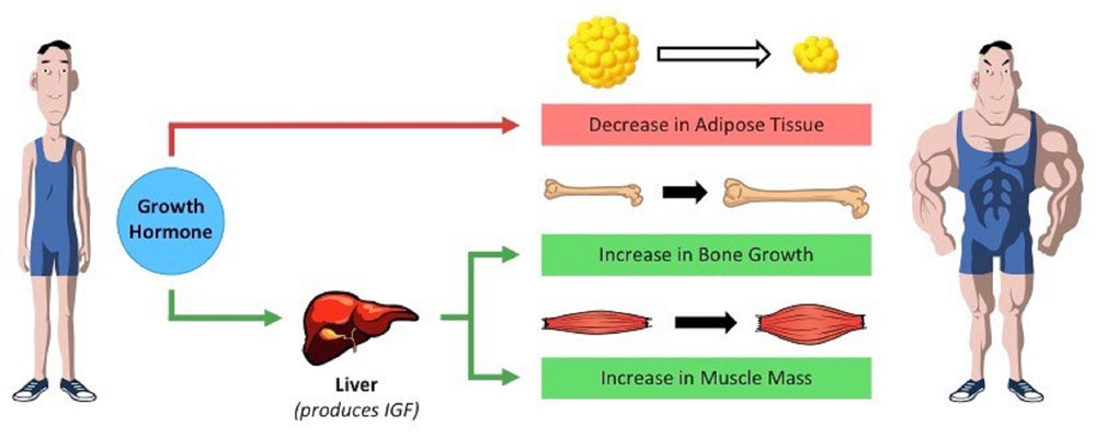 HGH/TESTO - Testosterone - Increase Tissue Growth - natural Supplement