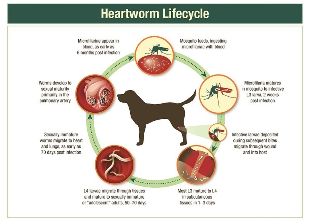 PARASITES & WORMS KILLER FOR PEOPLE - HEARTWORMS KILLER FOR DOGS AND CATS - ELIMINATE INTESTINAL PARASITES & WORMS FROM PEOPLE & PETS - MADE IN USA