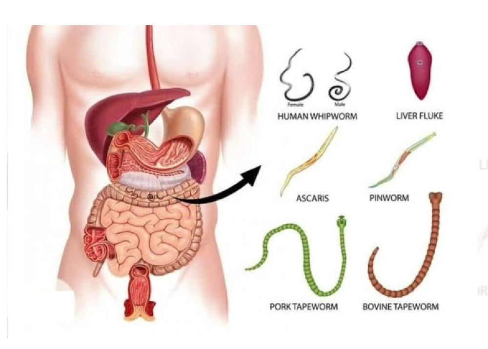 PARASITES & WORMS KILLER 4 ME - WOMEN & MEN - TREAT & PREVENT