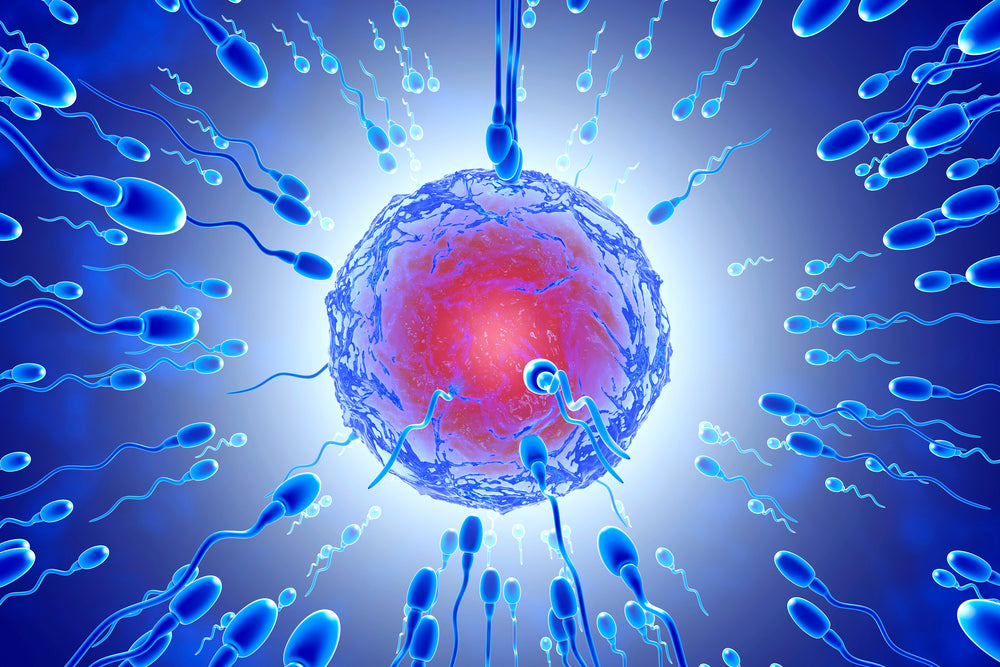 SUPER SPERM BOOSTER - Increase Sperm Count - Powerful Ejaculations - ALPHA MALE - BOOST MALE FERTILITY - MADE IN USA