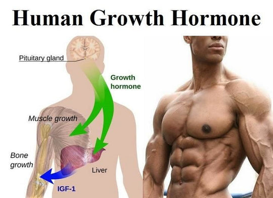 HGH/TESTO - Testosterone - Increase Tissue Growth - natural Supplement